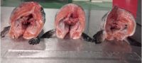 Frozen Salmon Head 450 gram + V-Cut