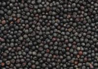 Best quality Canola Seeds / Rapeseeds