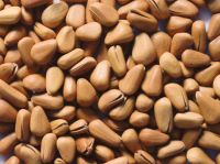 dry and organic Pine Nuts