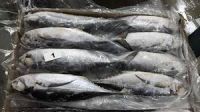 Frozen Horse Mackerel Fish