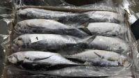 frozen mackerel prices and dried horse mackerel fish