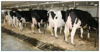 Holstein Heifer Cows and other Diary Cows Ready For Export