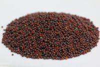 BLACK AND WHITE MUSTARD SEEDS