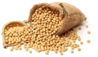 GMO and NON GMO SOYBEAN