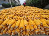  Natural Yellow Dried Maize / Corn 