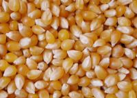  Yellow corn , white corn , animal feed