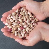 Light Speckled Kidney Beans American oval shape/Cranberry beans