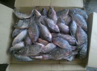  Top quality frozen Tilapia fish of frozen fish   