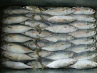  Atlantic Frozen Salmon /Horse Mackerel Fish