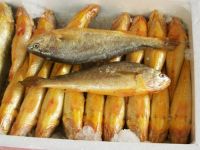 Frozen Yellow Croaker Fish