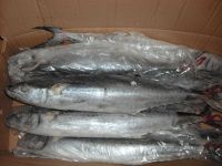 Sardine, Shrimp, Tilapia Fish (Frozen W/R), Stock Fish, Spanish Mackerel Fish