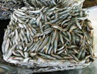 Frozen Salted Anchovy Fish