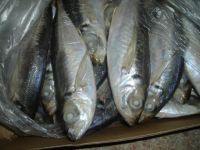 FROZEN / FRESH ROUND SCAD FISH FOR SALE