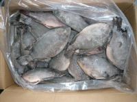  Frozen Tilapia Fillet, fishing, fish, frozen fish  [Grade A] 