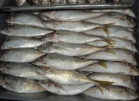  Frozen Pacific/Jack Mackerel Fish