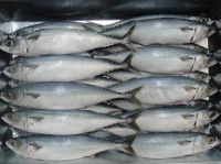 Frozen Horse Mackerel, Pacific Mackerel, Tuna,. Trout, Salmon, Bonito, Tilapia, Squid, Barracuda Fish