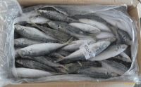 Frozen Mackerel Fish Seafood,Horse Mackerel Fish Seafood