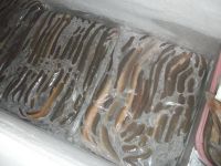 FROZEN / FRESH Conger EEL FISH