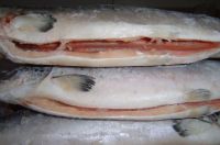 FROZEN SALMON FISH,ATLANTIC MACKEREL FISH,RED SNAPPER FISH