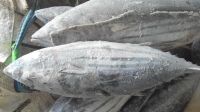  Frozen yellowfin tuna fish