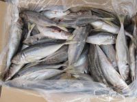  Sea Frozen Horse Mackerel   