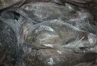  Frozen Tilapia Fish,farm Raised Fish   