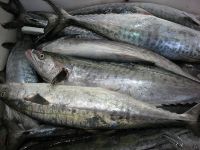 FROZEN FISH And FRESH FISH (Mackerel,Red Fish,Tilapia,Herring,Salmon,Sadines, Cod Etc)