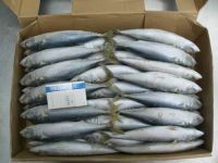 Frozen Spanish Mackerel Fish Whole Round / Spanish Mackerel For Sale/Canned Spanish Mackerel