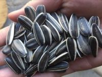 High Quality Sunflower Seed from Thailand/Turkey for sale