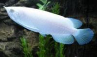 Platinum Arowana Fish