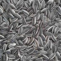 Sunflower seeds Hulled and unhulled sunflower seeds