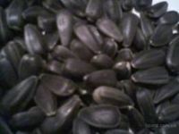 Sunflower seeds for Human consumption