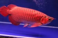 Buy Super red arowana fish for sale of all Sizes