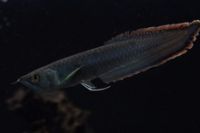 Black Arowana fish