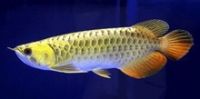 Super Red Arowana Fish, Chilli Red, Arowana Platinum Arowana Fish for Sale.