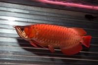 Super Red Arowana Fish