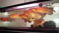 24 K Golden Arowana Fish , Chili Red Arowana, Asian Super Red Arowana Fish