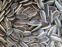 Sunflower Seeds