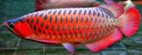 Cheap Super Red Arowana Fish For Export