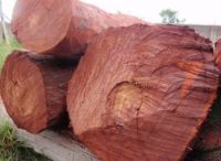 A grade Quality red sandalwood for sale