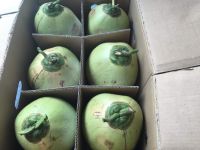 Fresh green coconut