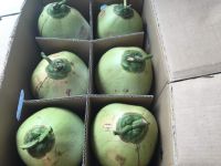 Fresh Green Coconut