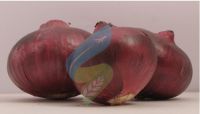 Growers & Exporters of Indian Fresh Red Onion