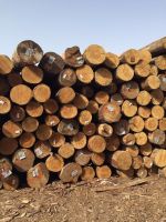 Wood Logs/ Timber 