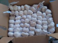 Garlic sleeved from Spain