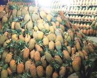 Fresh Sumatra Pineapple