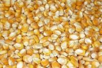 White and Yellow Corn/Maize GRADE 1