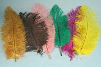 ostrich feather