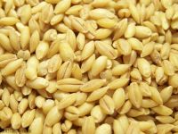 Red Millet, Yellow Millet, Hulled Millet, Buckwheat, Roasted, Wheat, Corn, Barley