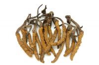 Cordyceps sinesis